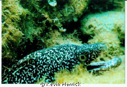 Spotted Morray taken with a point and shoot Sony by Kevin Herrick 